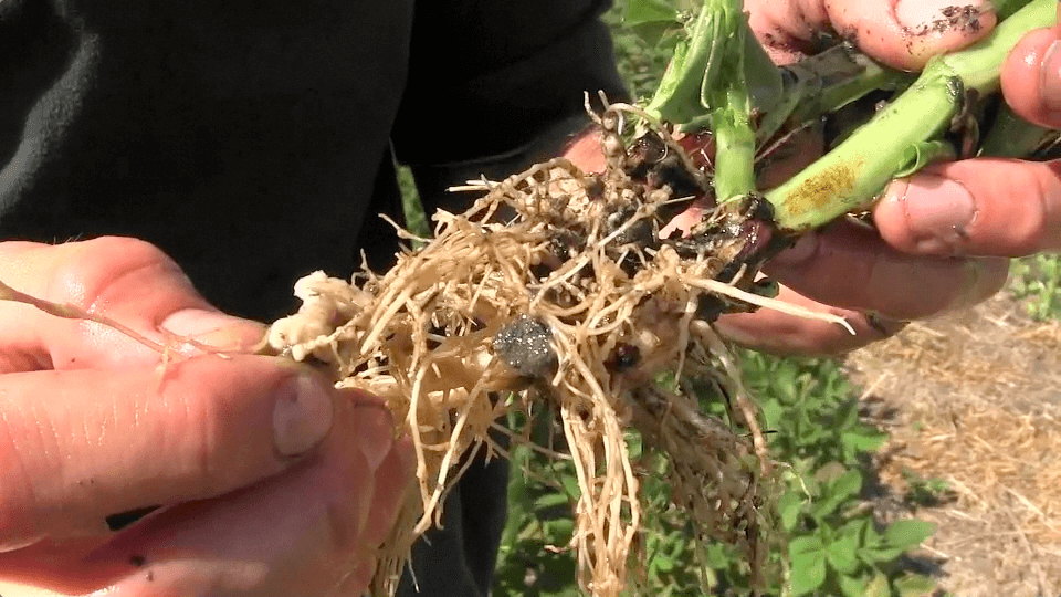 realagriculture's tweet photo. 🌱 Pulse School: Should you inoculate? @BASFAgSolutions's Anique Josutte says it depends.
She shares 3️⃣ key questions every grower should ask before deciding. Watch here: https://t.co/er41eKomOE
#cdnag #PulseSchool #Inoculants #Agronomy https://t.co/OvTj2fgn5e