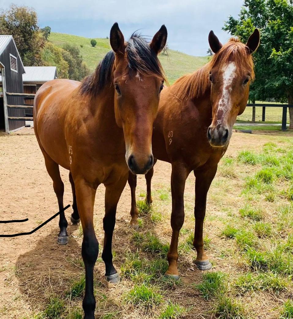 Black Type Bloodstock tweet media