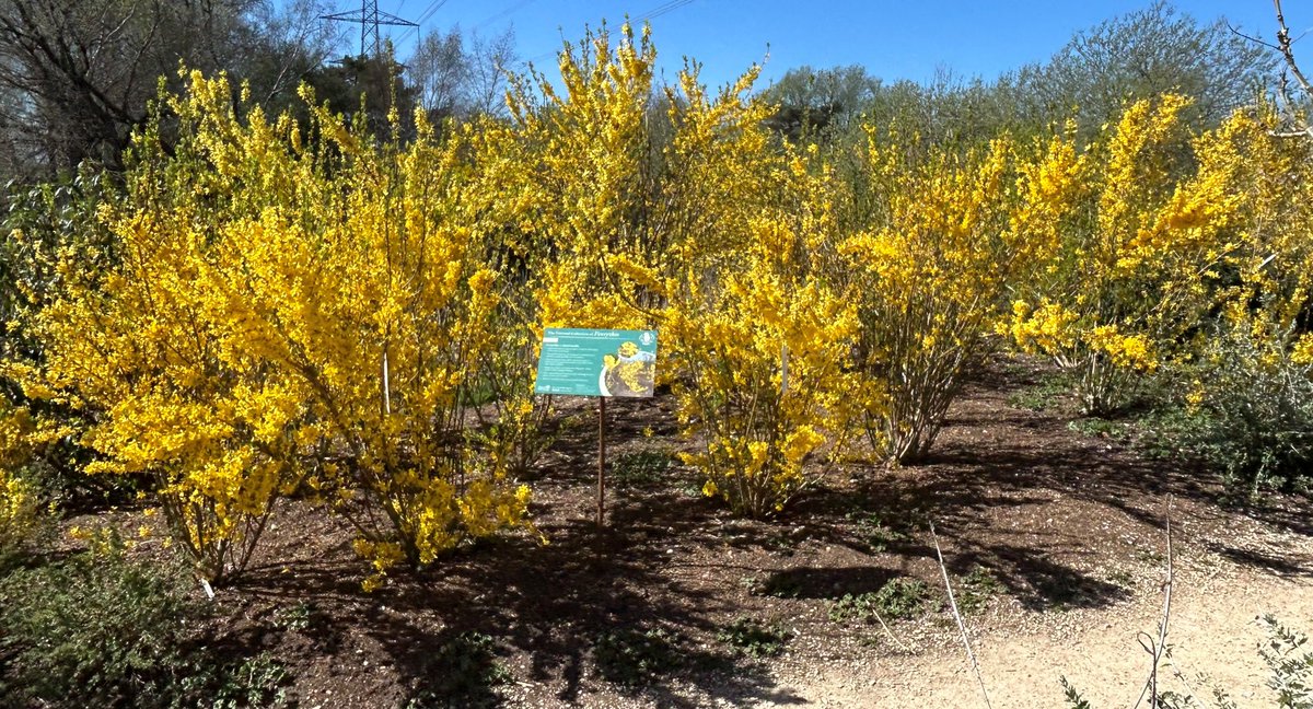 Forsythia - a beautiful flower illuminating landscapes with joy in the early onset of the new season.​

You’ll find six separate beds of individual forsythia species at Sculpture by the Lakes, with each display board explaining a little more about the particular group.