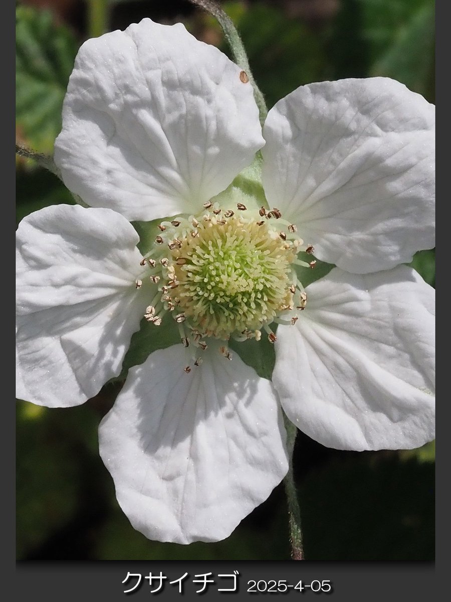 chawanmushi_64's tweet photo. ๐ณ#ใฏใตใคใใด
๐ณ#Rubus #hirsutus
๐ณ2025/4/05 ็ธๆจกๅๅธ็ทๅบ
ใใคใใชใใญในใคใขใใญใๆฒขๅฑฑ้ใพใฃใฆใพใใใไปๅใฏๅฑ
ใพใใใงใใใๆฐๆธฉใไฝใใฃใใใ๏ผใ้ขจใๅผทใใฃใใใ๏ผ๐ค
#ๆค็ฉ #่ช็ถ่ฆณๅฏ https://t.co/tYm2R0KjK8