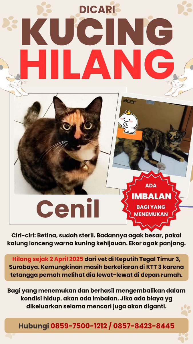 fess10nopember's tweet photo. ‼️(KUCING HILANG)😭😭😭

Please RT sebanyak-banyaknya😭

GUYS siapapun yang pernah lihat kucing dengan foto berikut, boleh banget kontak nomer dibawah ini ya. Nanti ada imbalan (duit beneran) kokkk🥺🫶 https://t.co/hQu2RPQIAm