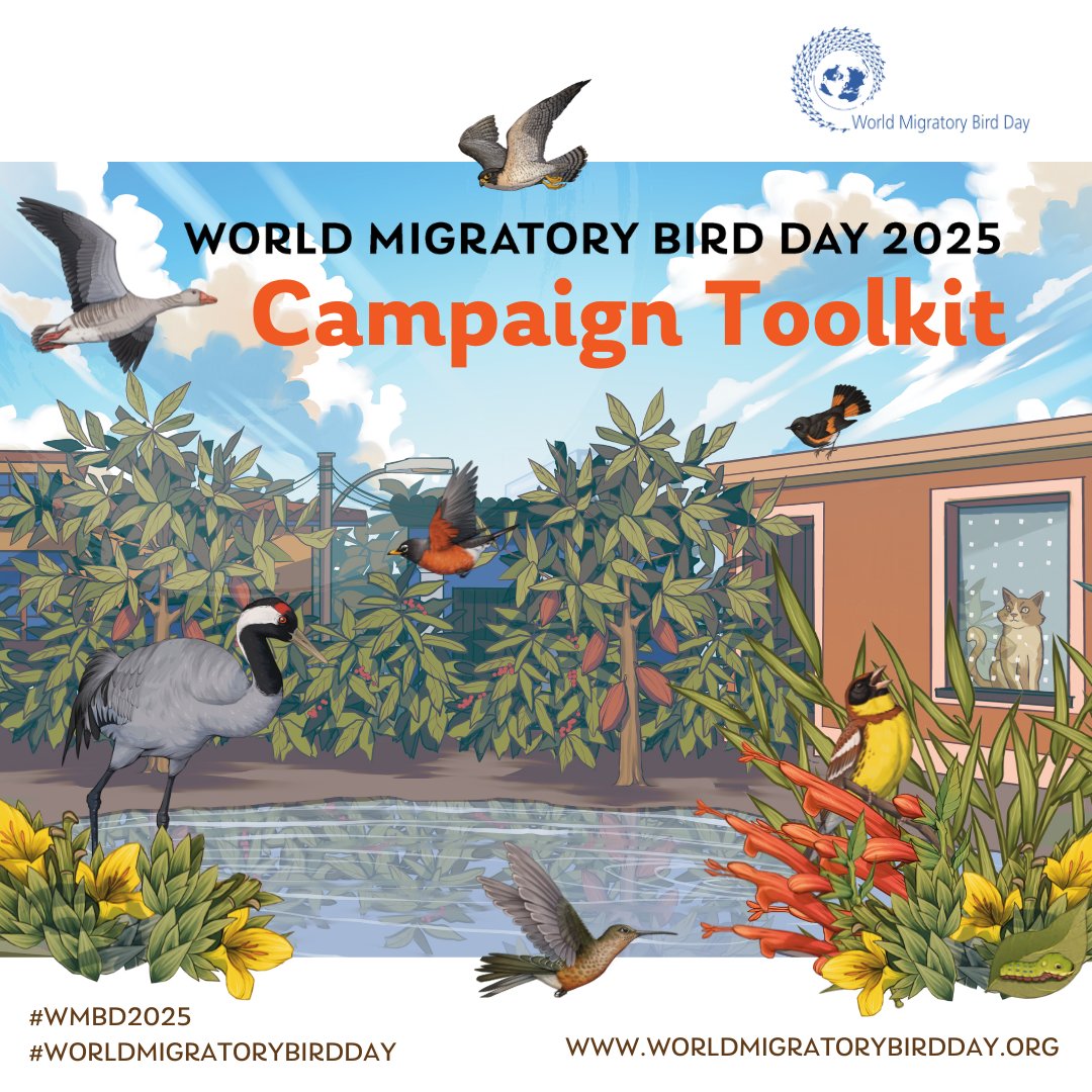 BonnConvention's tweet photo. The #WorldMigratoryBirdDay 2025 Global Campaign Toolkit is here! 🎉🦩 

Packed with resources and tips for this year’s theme, “Shared Spaces: Creating Bird-friendly Cities and Communities”, it’s your go-to guide to engage in the campaign!  

Get the toolkit: https://t.co/3VgYG52PXB