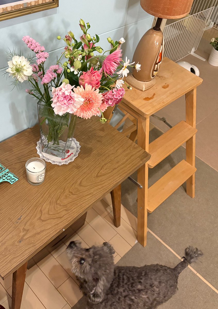 ariay55's tweet photo. 花が届いたら
部屋の中にも春が来た。
わんこも喜んでる。
#FLOWERのある暮らし
BEGY https://t.co/7JkrpwcTZd