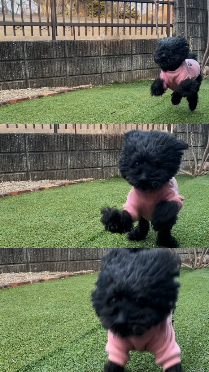 itti_pu's tweet photo. みんなぁ元気？？
ボクは元気だぉー🐶
ログイン出来なくて、、
やっと戻れたあ https://t.co/LmxOgg0nh2