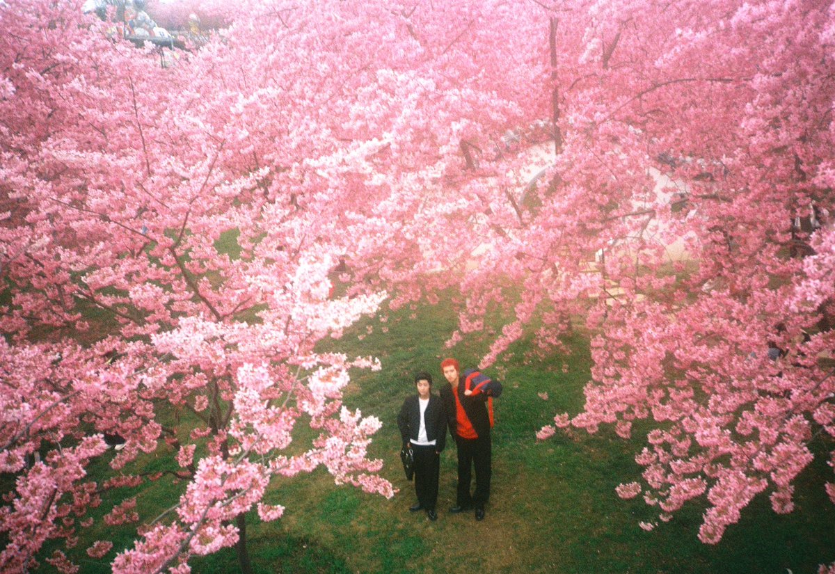 kbt_ta1's tweet photo. 🌸 https://t.co/cECRld3Pp6