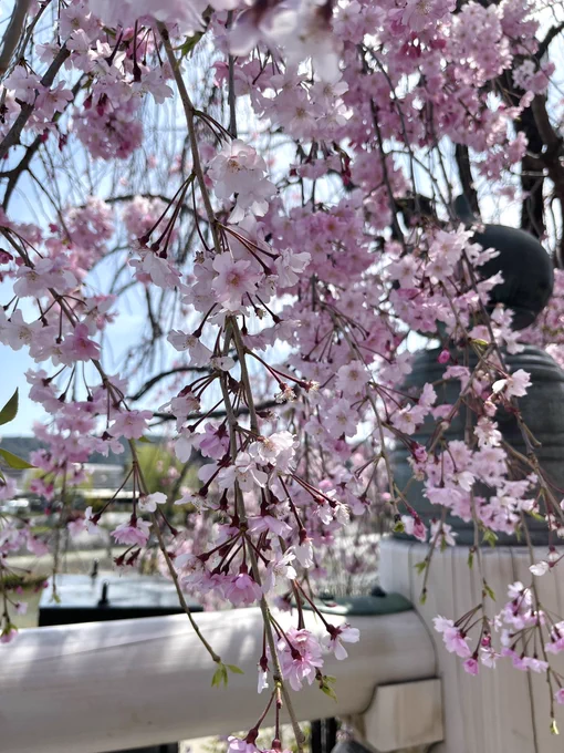 桜降ってきた