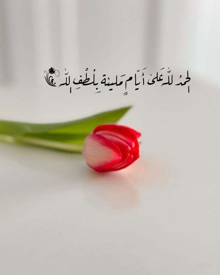 motm2na_'s tweet photo. الحمدُ لله❤️.. https://t.co/MpwM3PtVJd