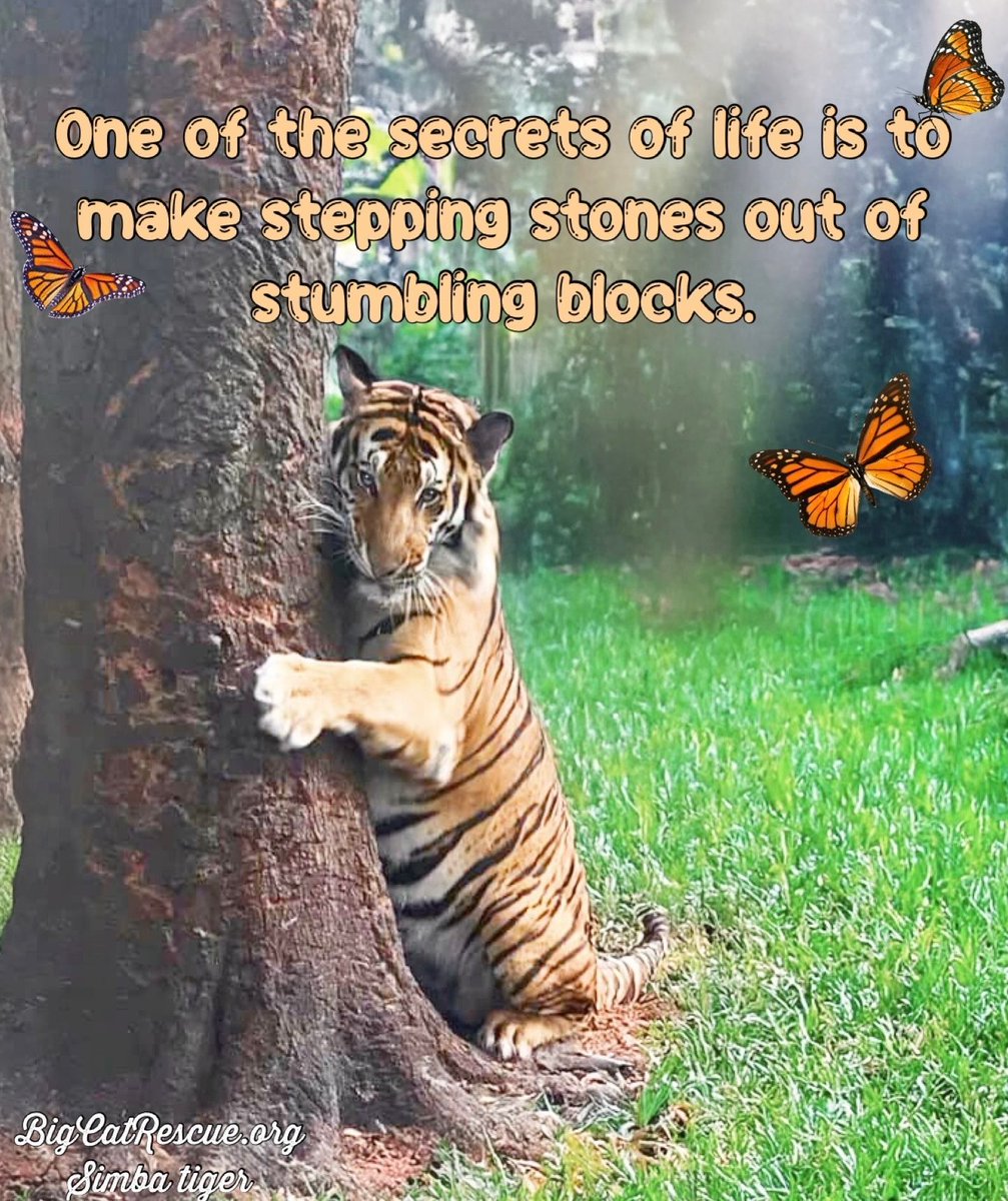 BigCatRescue's tweet photo. “One of the secrets of life is to make stepping stones out of stumbling blocks.” 

#SimbaTiger #BigCatRescue #Tiger #Cat #Positive #PositiveAttitude #SteppingStone #Stumbling #Secret #Wednesday #WednesdayWisdom #CaroleBaskin https://t.co/NLs11zenNH