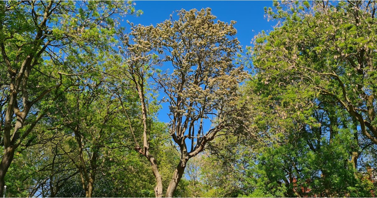 Enjoying the sunny weather in one of Manchester's parks?

Please remember to bring a bag for your litter and help keep our parks clean and green for everyone to enjoy. 🌳🗑️
