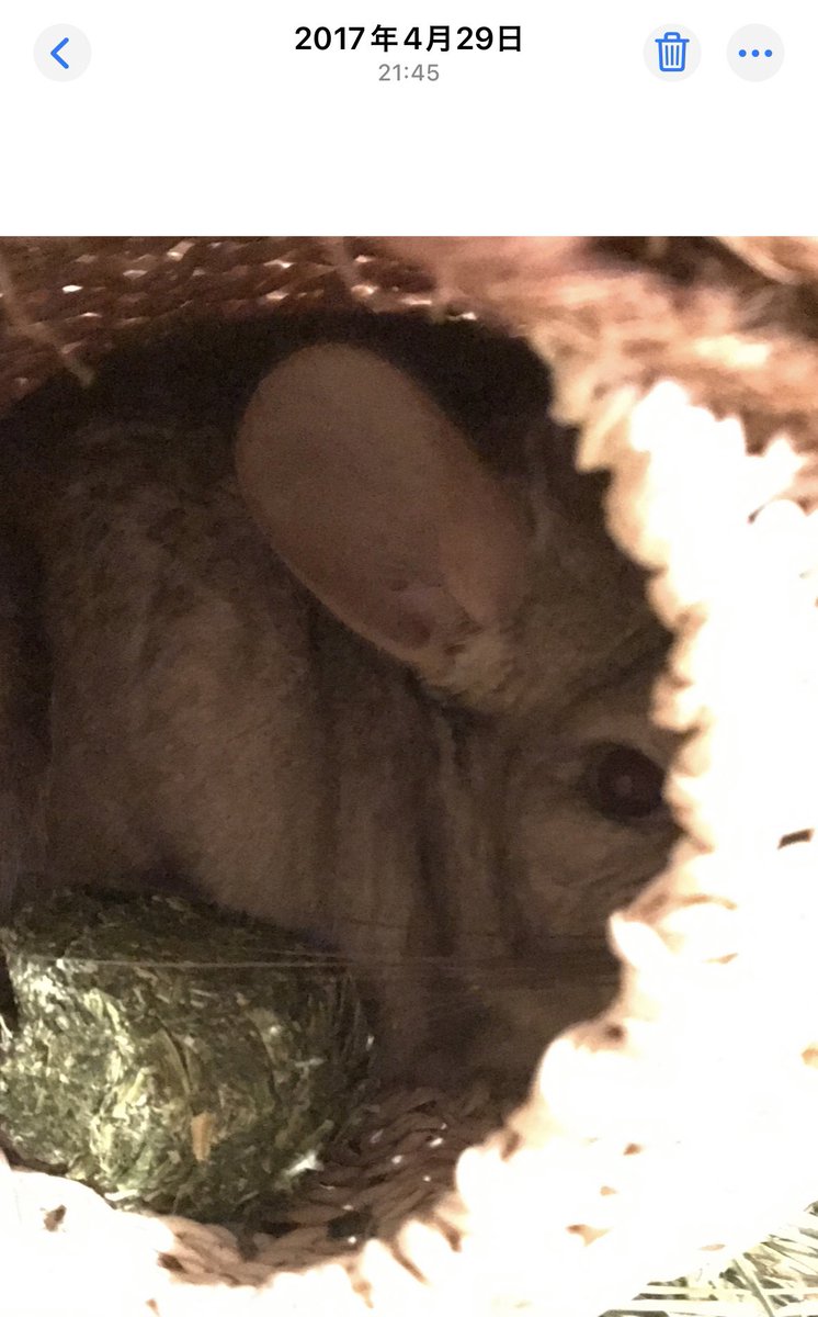 sisimaru0429's tweet photo. ししまると一緒に暮らすようになって
もうすぐ8年🐭

最初の頃は
ニンゲンコ口ス...👁️👁️

って目をしてたけど
今じゃ毎日べったり💕 https://t.co/QN43nZn3GK