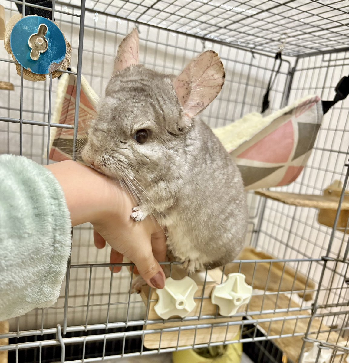 sisimaru0429's tweet photo. ししまると一緒に暮らすようになって
もうすぐ8年🐭

最初の頃は
ニンゲンコ口ス...👁️👁️

って目をしてたけど
今じゃ毎日べったり💕 https://t.co/QN43nZn3GK