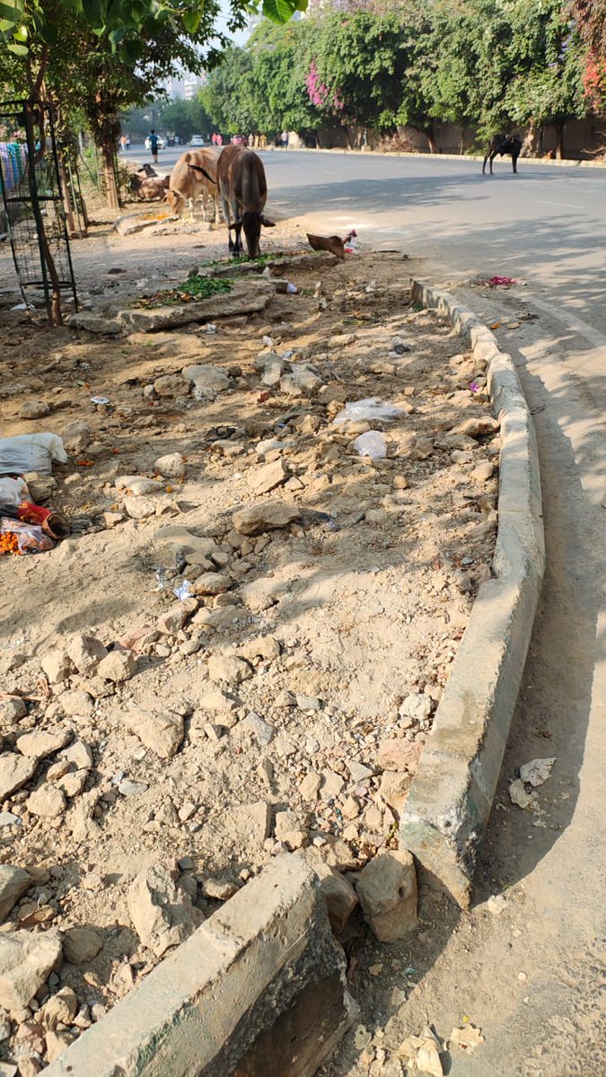 <a href="/noida_authority/">NOIDA Authority</a> 
Sir 
I would like to draw your kind attention towards the pathetic condition of road side area of sector 137 societies,it's is difficult to walk on road side it's covered with dry leafs and dry dust, 
Volunteers 137
