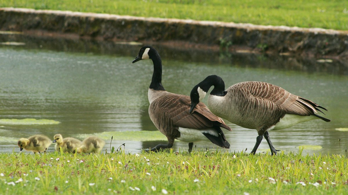Domaine de Grosbois (@museedutrot) on Twitter photo vivent les vacances scolaires! Les animaux du Domaine de Grosbois <a href="/LeTrot/">Trotteur Français</a> vous invitent à de nouvelles visites guidées à partir du 23 avril.
En attendant, rendez-vous pour une visite guidée centre d'entraînement et château ce samedi 12 avril 10h et 14h! exploreparis.com/fr/jolisearch?… vivent les vacances scolaires! Les animaux du Domaine de Grosbois <a href="/LeTrot/">Trotteur Français</a> vous invitent à de nouvelles visites guidées à partir du 23 avril.
En attendant, rendez-vous pour une visite guidée centre d'entraînement et château ce samedi 12 avril 10h et 14h! exploreparis.com/fr/jolisearch?…