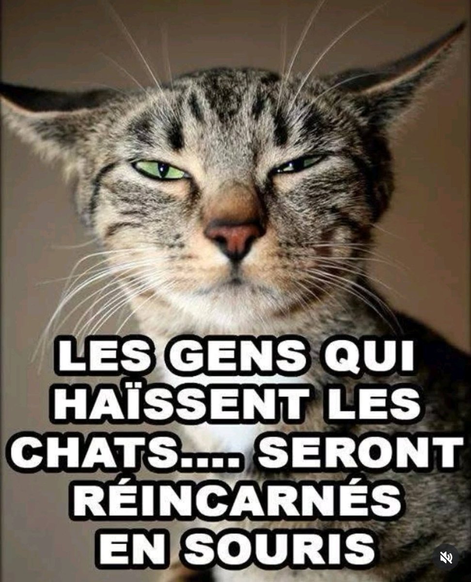 😹😹😹 si juste ! <a href="/PharaonCleop/">Cléopâtre 👑🍉</a> 
Nos maîtres les #chats
