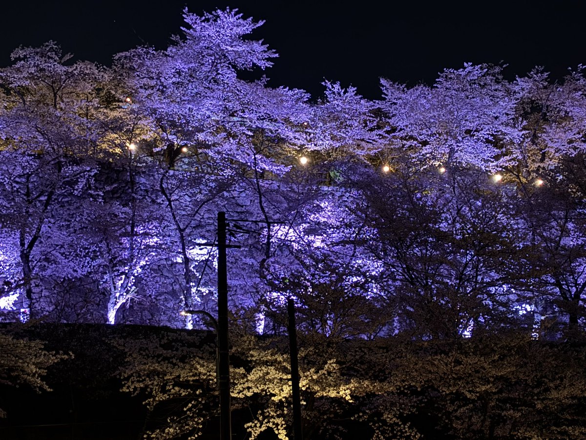 ZRV0115's tweet photo. 夜桜🌙｡❀ 𓂃𓈒𓏸*🌸 https://t.co/ZASVDxAJsh