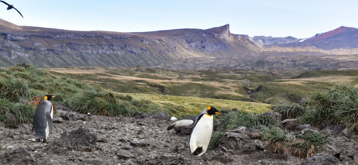 Mario_Mairal's tweet photo. This new perspective challenges the idea that these islands are biologically poor, positioning them as key elements for understanding global biodiversity patterns.
Urgent conservation is needed due to climate change and invasive species. 
#SubAntarctic #Evolution #Biodiversity https://t.co/R2Fb4Swaqb