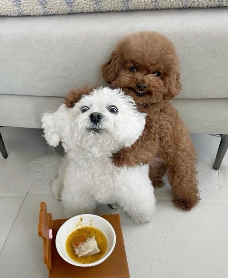 7wVy1's tweet photo. ご飯争奪戦 https://t.co/LX0zzrwymc