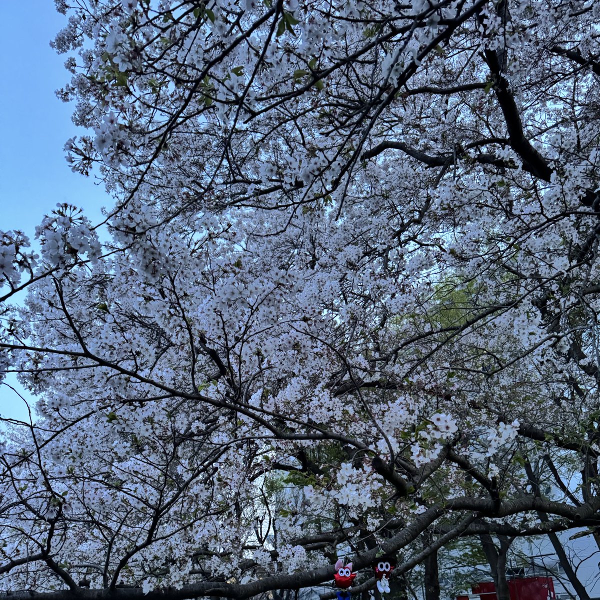 nissy_rui0930's tweet photo. 🌸全国からNissyへ春をお届け📣🌸
#Nissy_Re10th 全力で完走したNissyへ全国から桜のプレゼント🎁
🌸🌸神奈川県 近所のお花見遊歩道🌸🌸
#Nissy_NBC
#Nissy_Re10th最高の到達点をありがとう
#Nissyに私達から春のお知らせ
#各地の桜
#NissyへLippy_Rujju_桜
@NissyStaff https://t.co/vOUAIZMSN4
