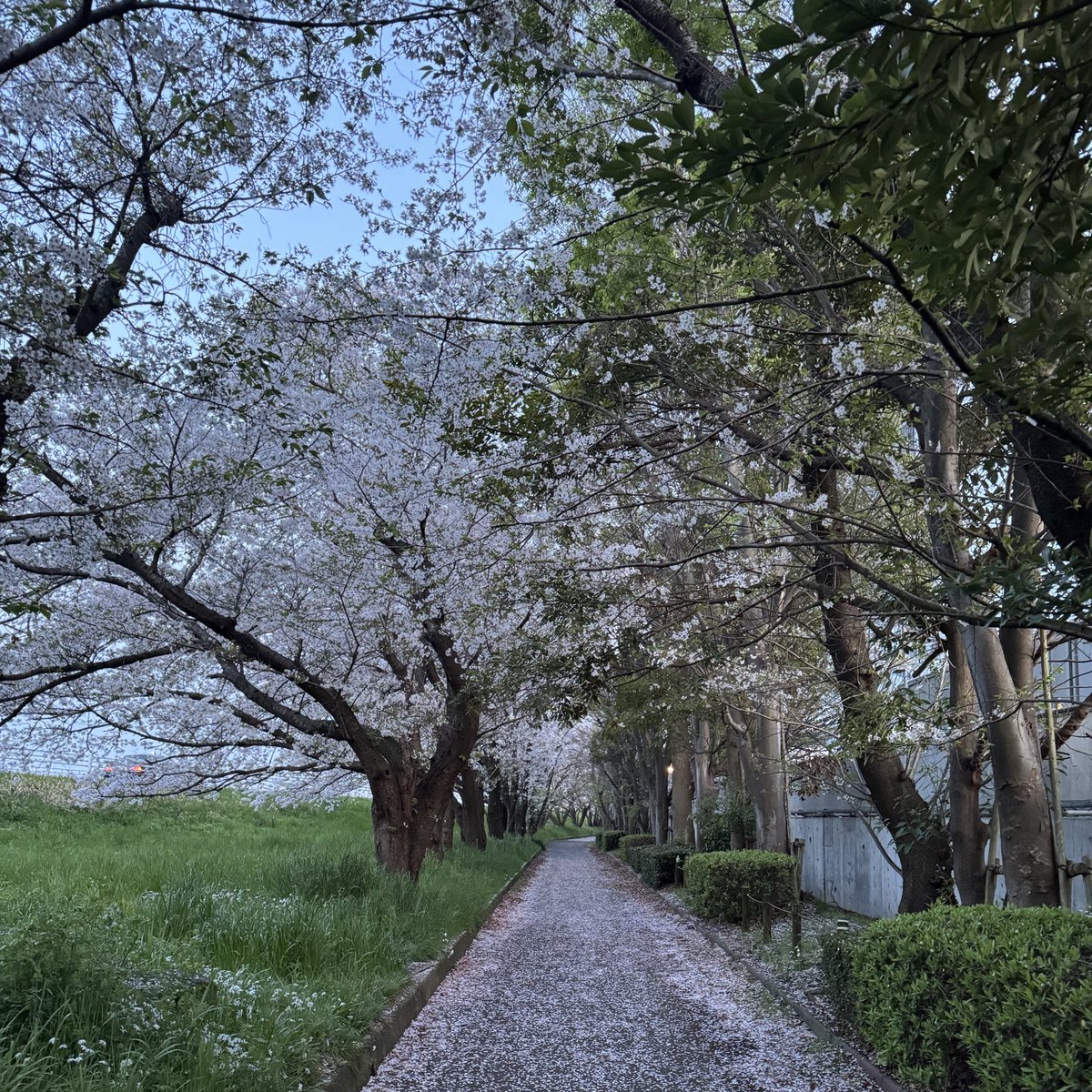 nissy_rui0930's tweet photo. 🌸全国からNissyへ春をお届け📣🌸
#Nissy_Re10th 全力で完走したNissyへ全国から桜のプレゼント🎁
🌸🌸神奈川県 近所のお花見遊歩道🌸🌸
#Nissy_NBC
#Nissy_Re10th最高の到達点をありがとう
#Nissyに私達から春のお知らせ
#各地の桜
#NissyへLippy_Rujju_桜
@NissyStaff https://t.co/vOUAIZMSN4