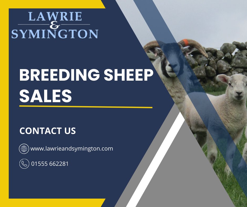 🐑𝗦𝗔𝗟𝗘 𝗢𝗙 𝗘𝗪𝗘𝗦 𝗪𝗜𝗧𝗛 𝗟𝗔𝗠𝗕𝗦 𝗔𝗧 𝗙𝗢𝗢𝗧🐑

🔷COMMENCING: FRIDAY 18TH APRIL at 11.30am🔷
NB: Change of starting time for ONE WEEK ONLY
then every Friday thereafter until end of May at 10.30am

📱Contact:
Archie Hamilton 07917 624409
Nick Woodmass 07778 449383