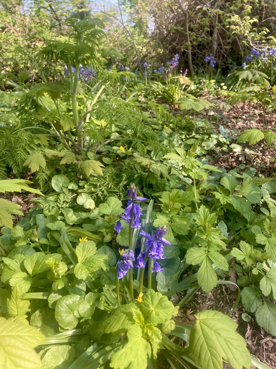 Well that was a gorgeous walk 🦮🪻🌞😎❤️