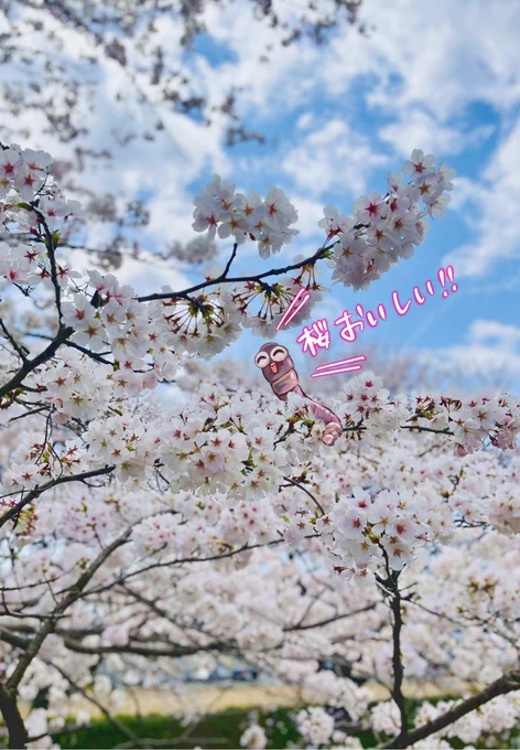 今年のさくらです