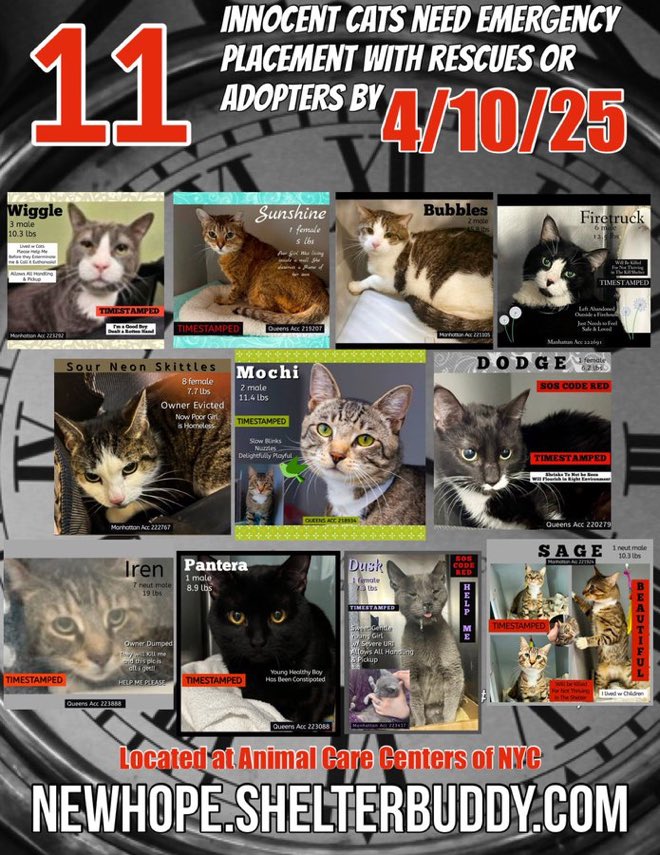 JLthekid9999's tweet image. 🆘🆘THE  11 POOR CATS BELOW ARE ALL AT RISK OF EU ON 4/10/25 🆘🆘

🚨🚨MOST URGENT ON LIST ARE BUBBLES (10X ON THE EPL AND TOO LOW ON PLEDGES) AND MOCHI (6X ON EPL AND TOO LOW ON PLEDGES)- BOTH BEING IGNORED/OVERLOOKED IN SHELTER AND ON X🥺

ALSO, THE MEDICAL KITTIES -IREN,…