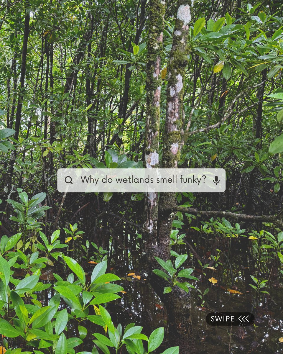 Nature Seychelles tweet media