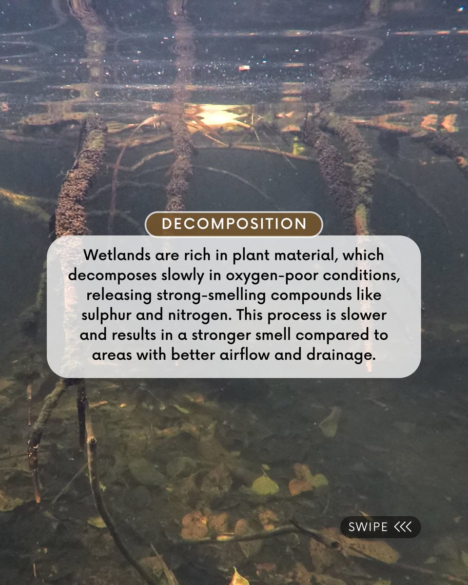 Nature Seychelles tweet media