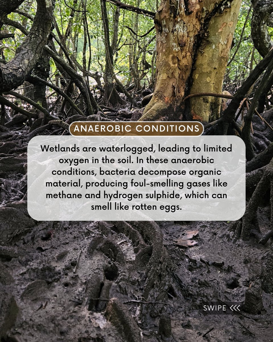 Nature Seychelles tweet media