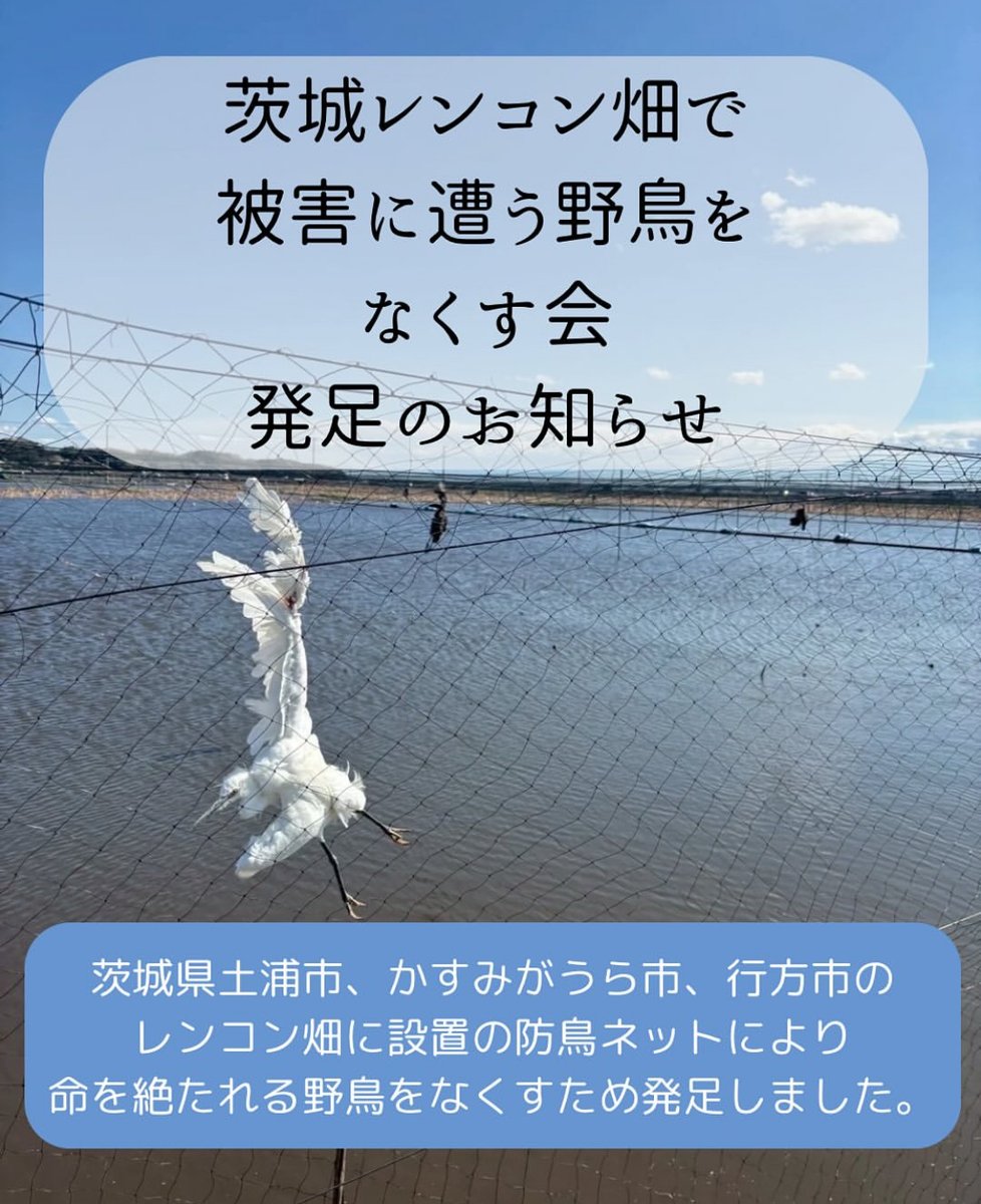 茨城レンコン畑で被害に遭う野鳥をなくす会 tweet media