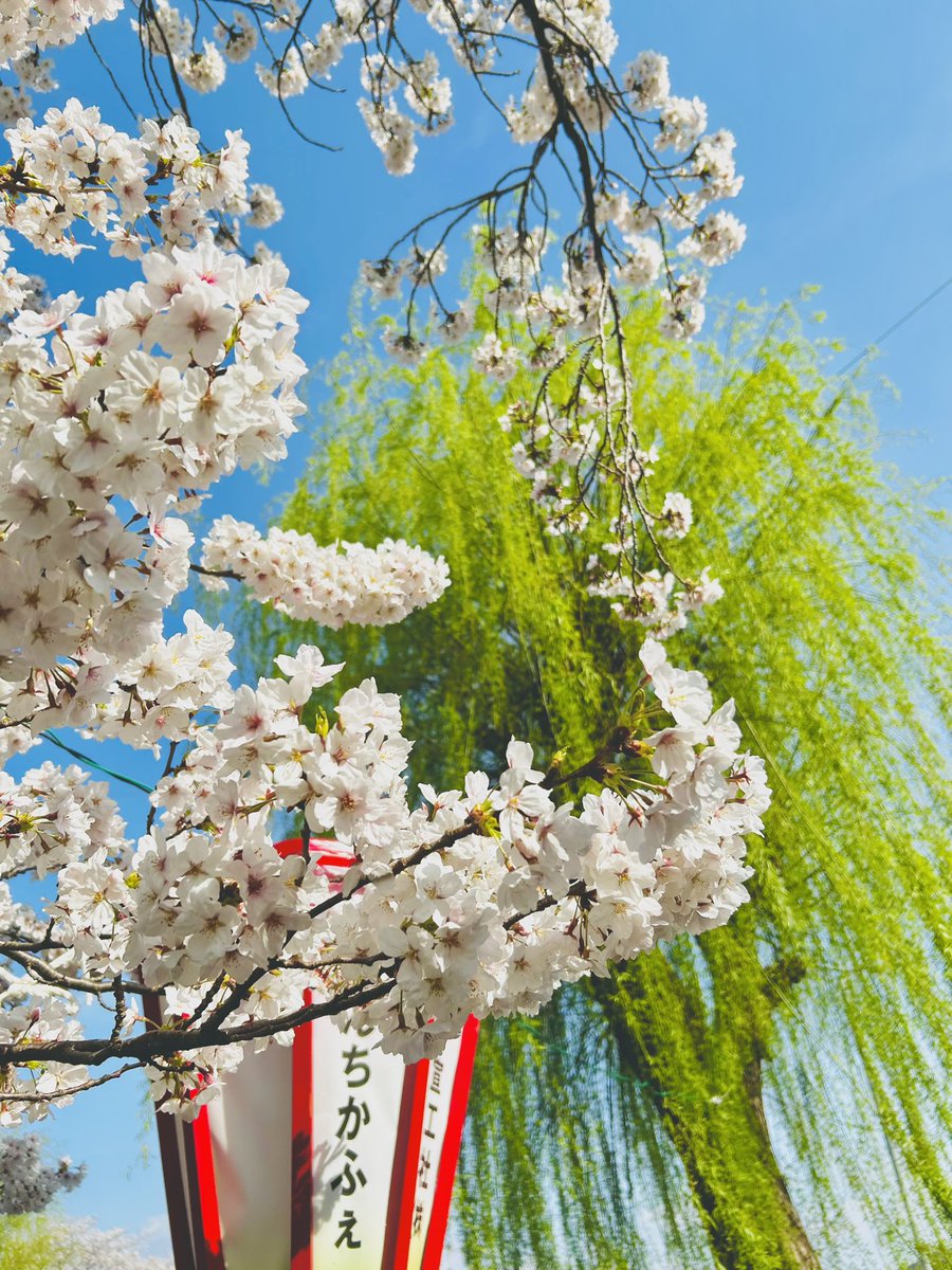 「満開後に天気がいいのは今日だけの予報だったので、近場の桜を見に行って来ました今、」|果無(はてなし)するが🍯のイラスト