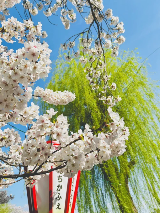 満開後に天気がいいのは今日だけの予報だったので、近場の桜を見に行って来ました今、予報見たら金土も晴れに変わってる 