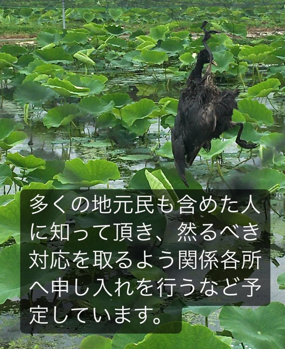 茨城レンコン畑で被害に遭う野鳥をなくす会 tweet media
