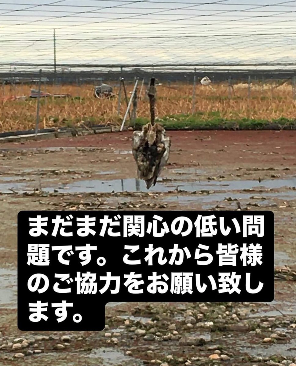 茨城レンコン畑で被害に遭う野鳥をなくす会 tweet media