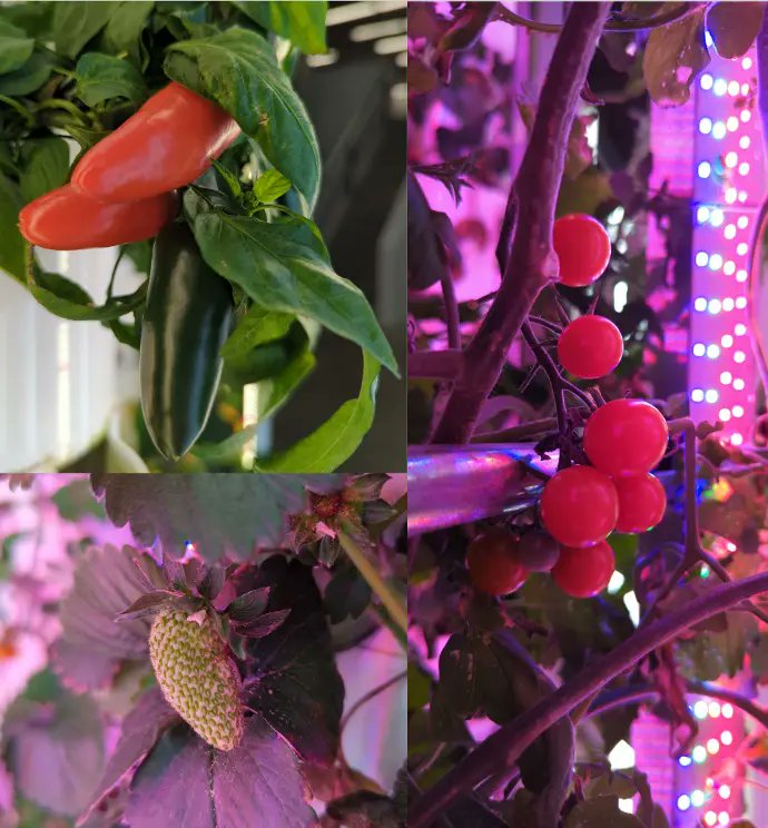 D'Arcy Funfer tweet media