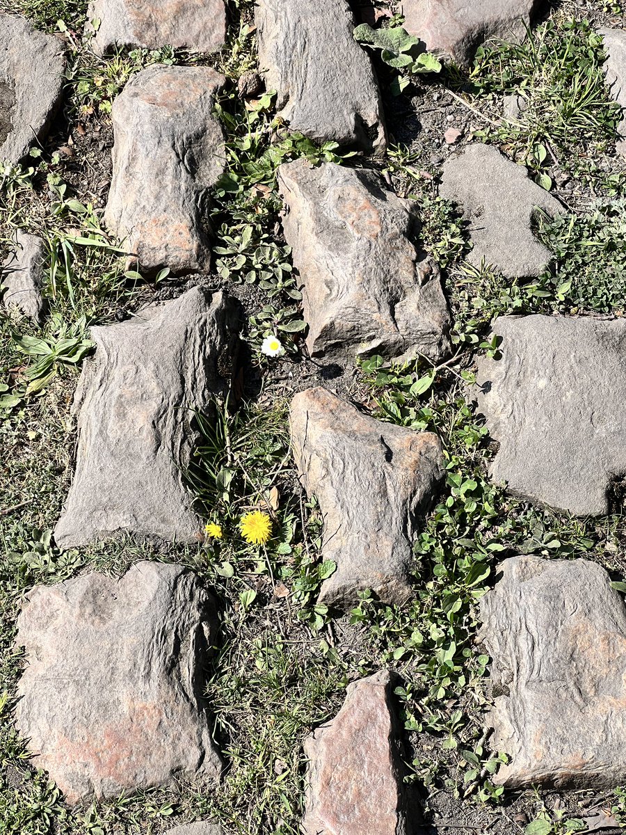 The beauty and the beast – Paris-Roubaix: where delicate wildflowers dare to bloom between brutal cobbles🌻🪨