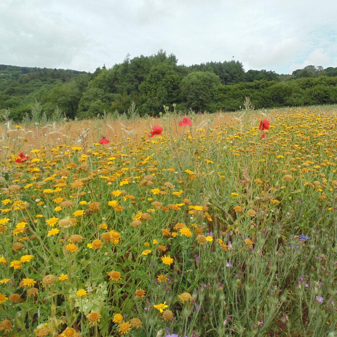 🌼 Meadow of Memories 🌼🌿🌻

Celebrate a loved one and support Barn Owl conservation by sponsoring a square in our first-ever legacy event! 🦉💚

Find out more here:
👉 barnowltrust.org.uk/support-us/lea…
