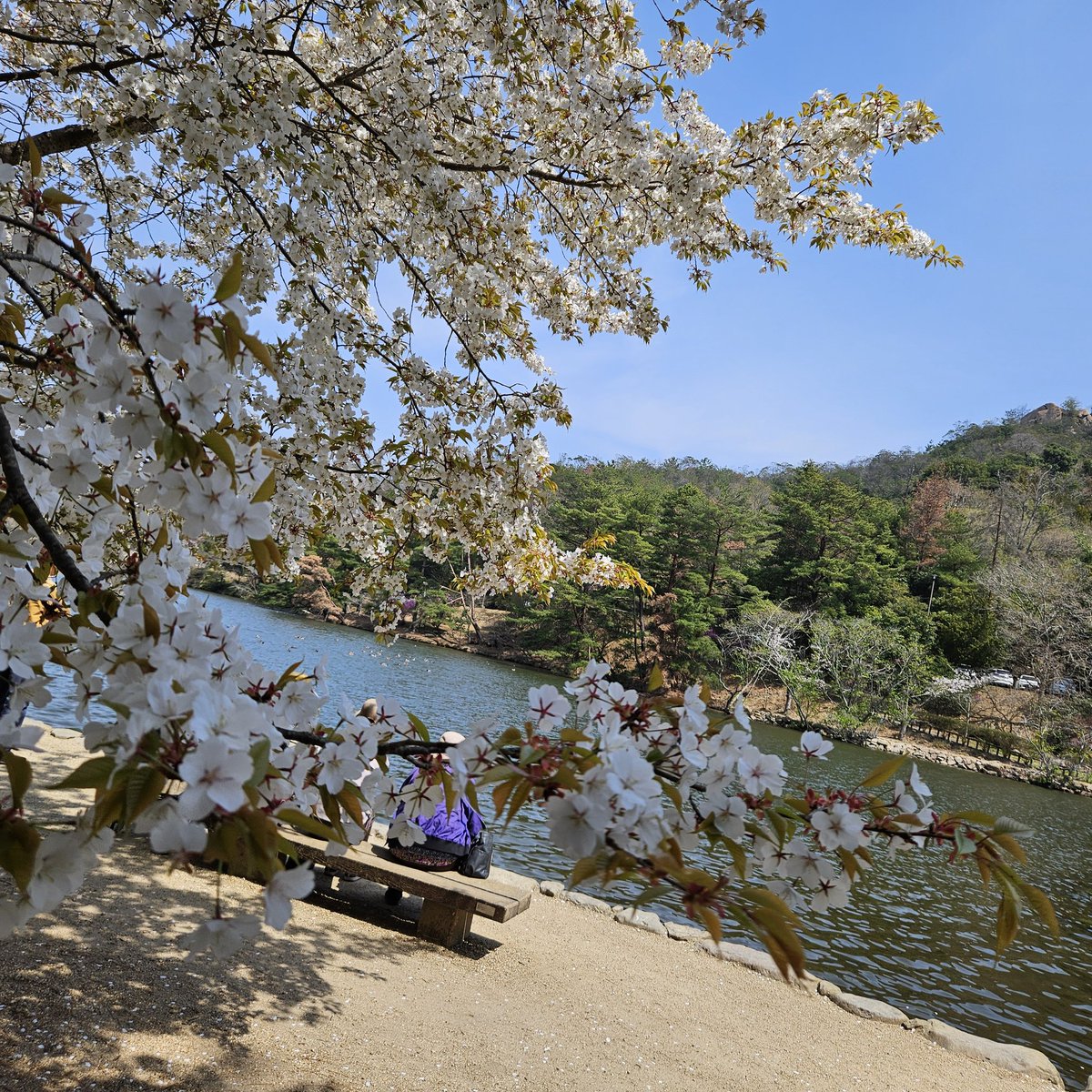 la_0119's tweet photo. 友人ちゃん達とお花見～🌸🌸🌸
めっちゃ楽しかった～🥰 https://t.co/RI8W1Bc1pK