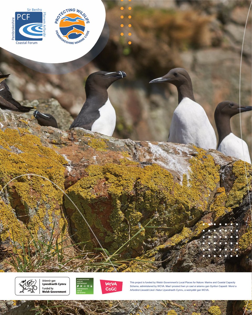 PCFCIC's tweet photo. 🐦 Cliff-nesting seabirds are raising their chicks now on Pembrokeshire’s coast.
Please:
✔️ Keep a distance from cliff edges
✔️ Avoid disturbing nesting areas
✔️ Keep dogs under close control
🚫 No drones near cliffs
#PembrokeshireMarineCode #RespectProtectEnjoy #Seabirds https://t.co/U7ymIvOJX5