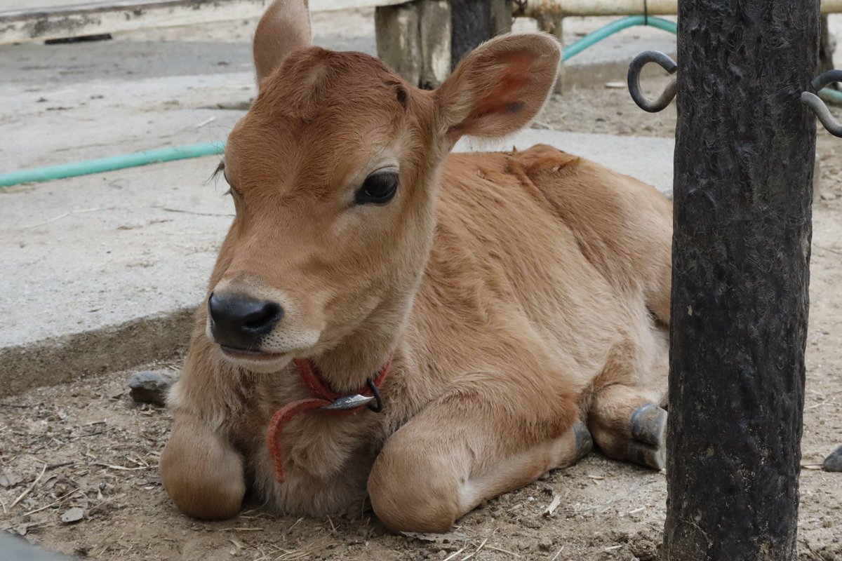 牛界にも香箱座りは存在する。 #埼玉県こども動物自然公園 #scz