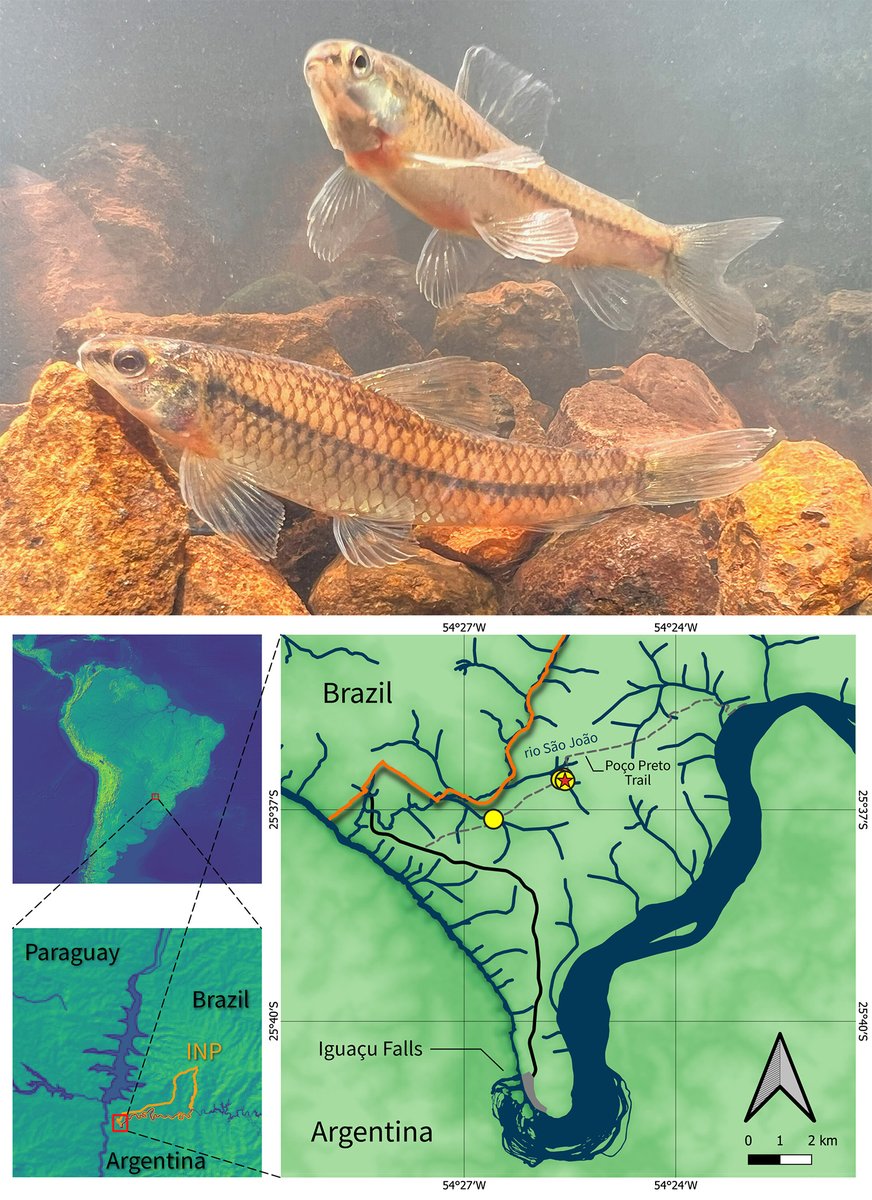 FishInTheNews's tweet photo. #NewSpeciesAlert - 𝐶ℎ𝑎𝑟𝑎𝑐𝑖𝑑𝑖𝑢𝑚 𝑑𝑢𝑚𝑜𝑛𝑡𝑖, a new species of South American darter is described from the Iguaçu National Park, Rio Iguaçu basin, Paraná, Brazil. #Characiformes #Crenuchidae
🔓 https://t.co/Yht9Tog6CM https://t.co/oywKVjRmOI