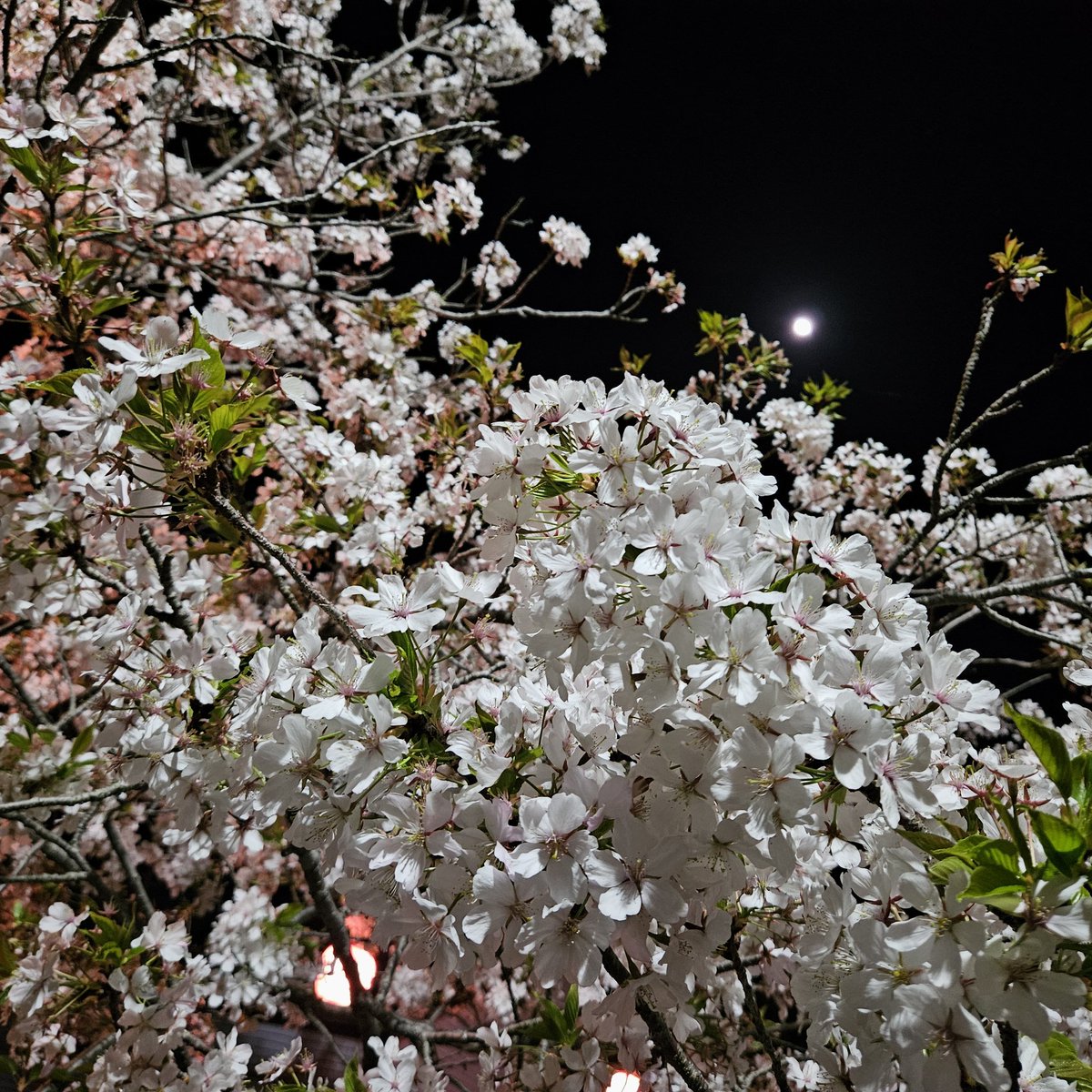 la_0119's tweet photo. 今年のお花見シリーズ🌸🌸🌸🌸🌸 https://t.co/GkYdzedA2E