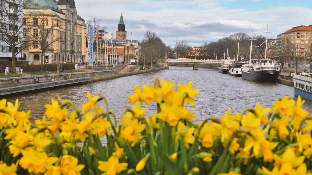 Kevään merkki 🌼 #turku #kevät