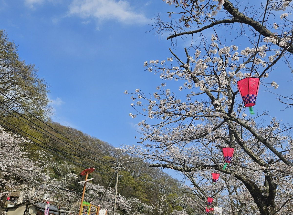 la_0119's tweet photo. 今年のお花見シリーズ🌸🌸🌸🌸🌸 https://t.co/GkYdzedA2E