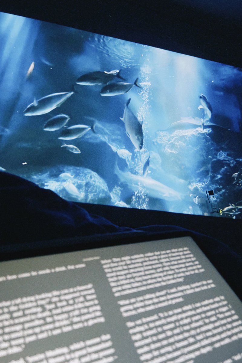 I got a projector recently, and I’ve been using it to watch aquarium videos while I read 🐟📖