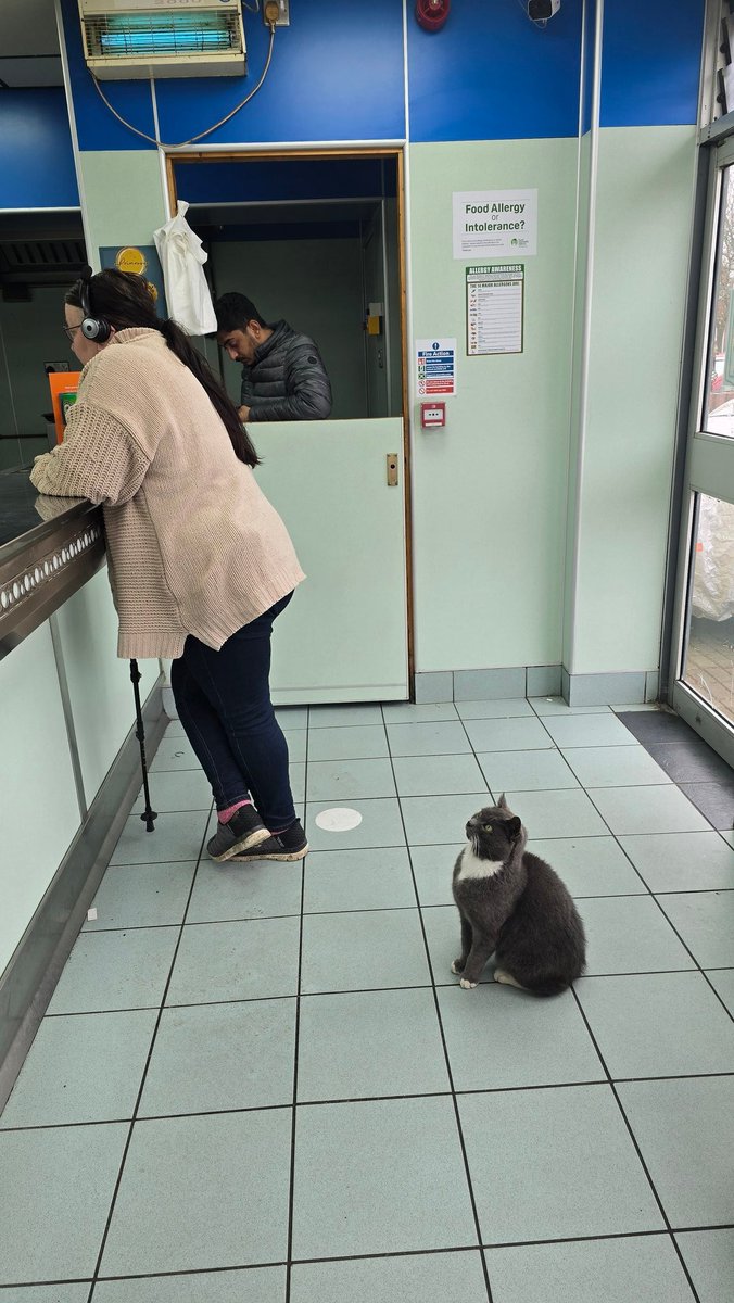 TaylorandPayne's tweet photo. This cat in the chippie deciding what to have... https://t.co/2rTWRF1JWS
