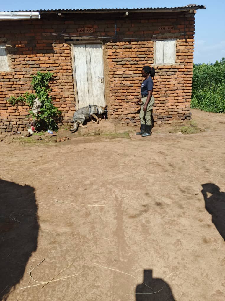 The coffee bean theft scene was visited by Monica, a police unit dog together with officers in Bugiri. The suspect who sold Joseph the coffee was scented for almost a km. Paul, the suspect, was taken into custody and the coffee beans were found.