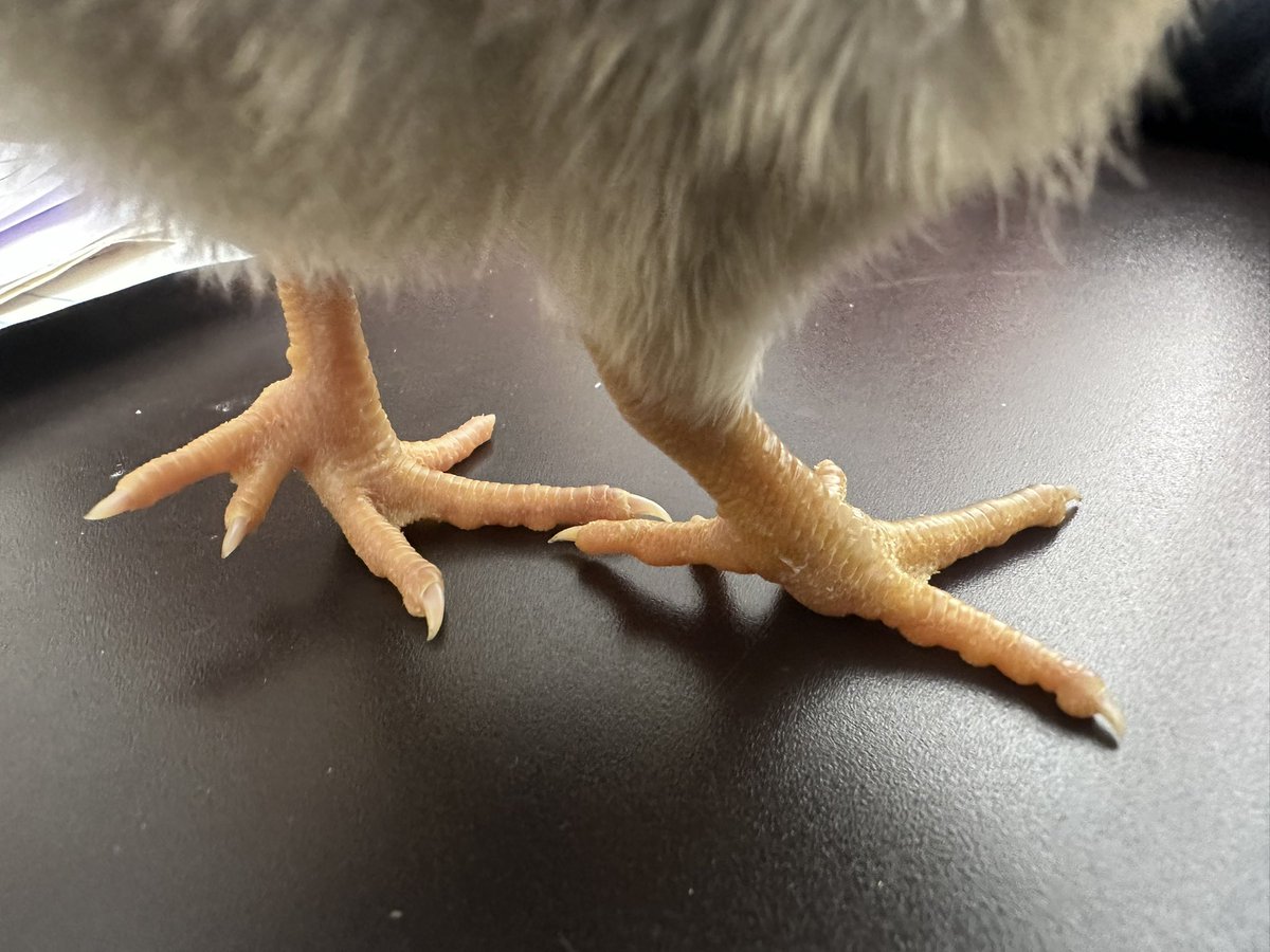 Candice Bidner tweet media