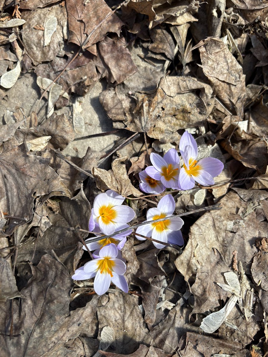 TiinaOttawa's tweet image. Lovely! I have some brave crocuses that just got buried under 15 cm of snow yesterday. Good thing spring flowers are tough! #ThirdWinter #CanadianSpring